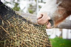 close up of pony eating from an EcoNets hay net