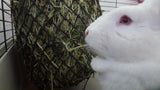close up of white rabbits head as he's eating hay from the Critter net