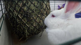 close up of white rabbit eating hay from Critter net