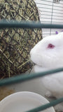 looking thru bars of cage, white rabbit eating hay from Critter net
