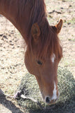 A horse eating from an EcoNets hay net