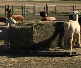 Large Square Nets