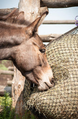 Miniature donkey eating from a 1" EcoNets hay net