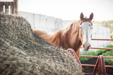 sorrel horse with bald facelooking at viewer behind a round bale with an EcoNets hay net