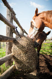Paint horse eating from 1" Mini net and a bay horse sneaking a bite
