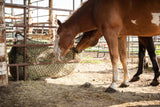 Sorrel paint horse eating from a square bale of hay in an EcoNets square bale hay net