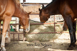 2 horses eating from an EcoNets Square bale net on opposite side of the metal fence