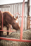 chestnut foal eating from an EcoNet with a feeder around it