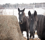 Team of black percherons eating from a HD round EcoNet