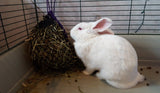a white rabbit in a cage with a small EcoNets Critter net filled with hay