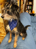 Cute Morkie tri color hairy dog wearing green plaid over the collar bandana + sitting on the back of a couch