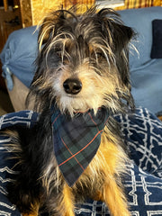 cute tri color Morkie dog wearing a green plaid over the collar bandana