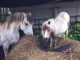 Grey horse with a small grey pony standing on a partially eaten round bale and eating