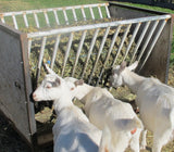 White goats eating from a metal feeder with a Square bale in  an EcoNets square hay net