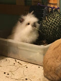 fuzzy white rabbit with dark ears eating hay from Critter net