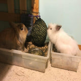 2 hairy rabbits, 1 brown + 1 white eating from Critter net