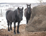 Team of black Percherons standing next to an EcoNets round bale