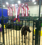 a clipped miniature pony with the ribbons it won above the stall and a Micro net hanging from the stall bars
