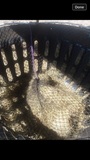 close up of Basket EZ Feeder showing hay almost eaten and EcoNet laying on the bottom inside the feeder